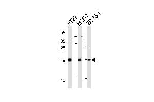 AGR2 Antibody (N-term) (ABIN390226 and ABIN2840703) western blot analysis in HT29,MCF-7,ZR-75-1 cell line lysates (35 μg/lane). (AGR2 Antikörper  (N-Term))