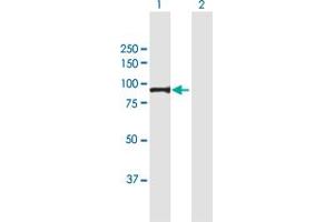 Western Blot analysis of PFKM expression in transfected 293T cell line by PFKM MaxPab polyclonal antibody. (PFKM Antikörper  (AA 1-780))