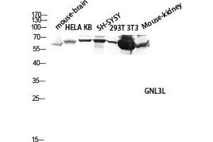 Western blot analysis of Mouse-brain, hela, KB, SH-SY5Y, 293T, 3T3, Mouse-kidney lysate using GNL3L antibody. (GNL3L Antikörper  (AA 40-120))