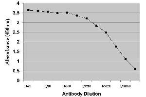 ELISA image for anti-Dehydroepiandrosterone (DHEA) antibody (ABIN2473305) (DHEA Antikörper)