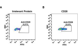 Expi 293 cell line transfected with irrelevant protein  (A) and human CD28  (B) were surface stained with Rabbit anti-CD28 monoclonal antibody 1 μg/mL (clone: DM63) followed by Alexa 488-conjugated anti-rabbit IgG secondary antibody. (Rekombinanter CD28 Antikörper  (AA 19-152))