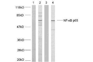 Western blot analysis of extracts using NF-κB p65 (Ab-468) antibody (E021013). (NF-kB p65 Antikörper)