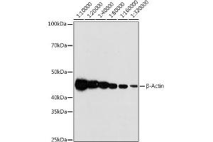 Western blot analysis of extracts of HeLa cells, using β-Actin antibody (ABIN7265395) at 1:10000-1:320000 dilution. (beta Actin Antikörper)