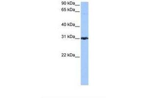 Image no. 1 for anti-Peroxiredoxin 3 (PRDX3) (N-Term) antibody (ABIN6738823) (Peroxiredoxin 3 Antikörper  (N-Term))