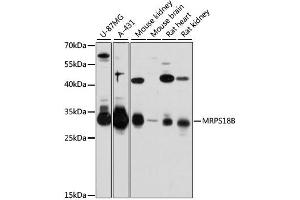 Western blot analysis of extracts of various cell lines, using MRPS18B antibody (ABIN6293873) at 1:3000 dilution. (MRPS18B Antikörper)