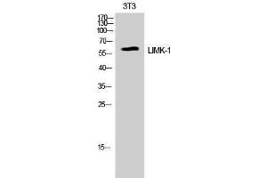 Western Blotting (WB) image for anti-LIM Domain Kinase 1 (LIMK1) (Ser764) antibody (ABIN3185383) (LIM Domain Kinase 1 Antikörper  (Ser764))