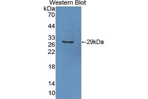 Detection of Recombinant GSTa2, Mouse using Polyclonal Antibody to Glutathione S Transferase Alpha 2 (GSTa2) (GSTa2 Antikörper  (AA 1-222))