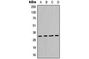 Western blot analysis of MPG expression in Jurkat (A), HeLa (B), Raw264. (MPG Antikörper  (N-Term))