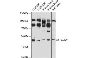Western blot analysis of extracts of various cell lines, using GLR antibody (ABIN3017067, ABIN3017068, ABIN3017069 and ABIN6219938) at 1:3000 dilution. (GLRA1 Antikörper  (AA 29-247))