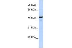 Image no. 1 for anti-Ribonuclease/angiogenin Inhibitor 1 (RNH1) (AA 359-408) antibody (ABIN6744219) (RNH1 Antikörper  (AA 359-408))