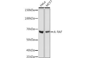 Western blot analysis of extracts of various cell lines, using A-RAF antibody (ABIN7271263) at 1:1000 dilution. (ARAF Antikörper)