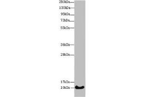 Western blot All lanes: HIST1H4A antibody at 14 μg/mL + Mouse thymus tissue Secondary Goat polyclonal to rabbit IgG at 1/10000 dilution Predicted band size: 11 kDa Observed band size: 11 kDa (HIST1H4A Antikörper  (AA 2-50))