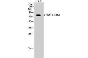 Western Blotting (WB) image for anti-Peroxisome Proliferator-Activated Receptor gamma (PPARG) (pSer112) antibody (ABIN3173013) (PPARG Antikörper  (pSer112))