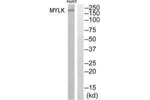 Western blot analysis of extracts from HepG2 cells, using MYLK antibody. (MYLK Antikörper  (Internal Region))