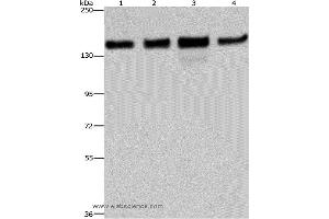 Western blot analysis of 293T, Hela, A172 and A549 cell, using GOLGA2 Polyclonal Antibody at dilution of 1:600 (Golgin A2 (GOLGA2) Antikörper)