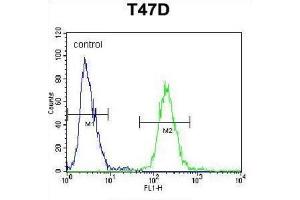 Flow Cytometry (FACS) image for anti-Fibrinogen beta Chain (FGB) antibody (ABIN3002657) (Fibrinogen beta Chain Antikörper)