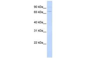 Image no. 1 for anti-Activating Transcription Factor 6 (ATF6) (AA 36-85) antibody (ABIN6742228) (ATF6 Antikörper  (AA 36-85))