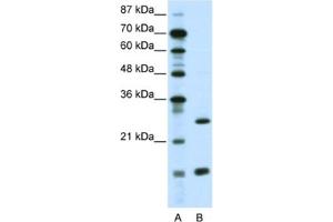 Western Blotting (WB) image for anti-CCAAT/enhancer Binding Protein (C/EBP), gamma (CEBPG) antibody (ABIN2461182) (CEBPG Antikörper)