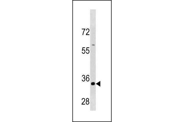 Cyclin B3 Antikörper  (C-Term)