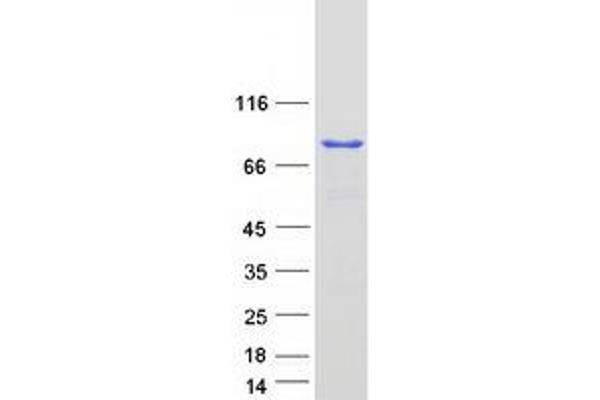 Cullin 3 Protein (CUL3) (Myc-DYKDDDDK Tag)