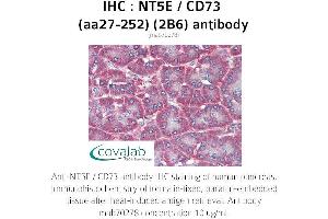 Image no. 2 for anti-5'-Nucleotidase, Ecto (CD73) (NT5E) (AA 27-252) antibody (ABIN1723204) (CD73 Antikörper  (AA 27-252))