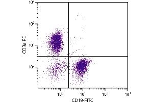 BALB/c mouse splenocytes were stained with Hamster Anti-Mouse CD3ε-PE. (CD3 epsilon Antikörper  (PE))