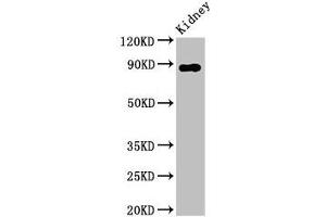 Western Blot Positive WB detected in: Rat kidney tissue All lanes: DPP4 antibody at 2. (DPP4 Antikörper  (AA 473-588))