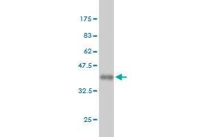 Western Blot detection against Immunogen (36. (ING1 Antikörper  (AA 41-140))