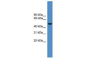 Epor antibody used at 0. (EPOR Antikörper  (N-Term))