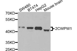 Western blot analysis of extracts of various cell lines, using ZCWPW1 antibody (ABIN5974457) at 1/1000 dilution. (ZCWPW1 Antikörper)