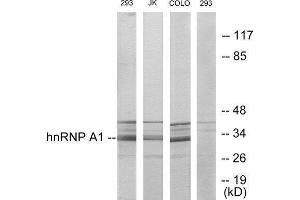 Western Blotting (WB) image for anti-Heterogeneous Nuclear Ribonucleoprotein A1 (HNRNPA1) (Internal Region) antibody (ABIN1849131) (HNRNPA1 Antikörper  (Internal Region))
