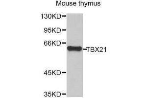 Western Blotting (WB) image for anti-T-Bet (AA 326-535) antibody (ABIN6220736) (T-Bet Antikörper  (AA 326-535))