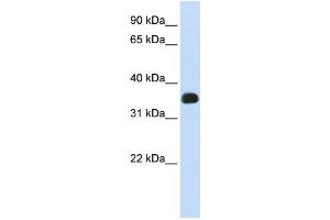 Western Blotting (WB) image for anti-Chromosome 2 Open Reading Frame 47 (C2orf47) antibody (ABIN2459010) (C2orf47 Antikörper)