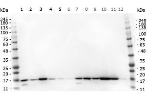 Western Blot of Rabbit anti-Histone H3 antibody. (Histone 3 Antikörper  (C-Term))