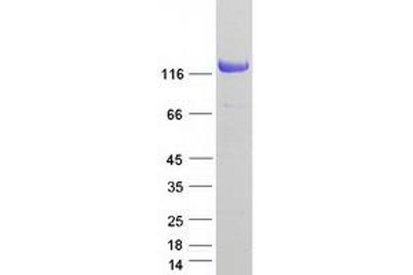 NOMO3 Protein (Myc-DYKDDDDK Tag)