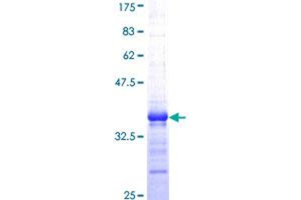 YES1 Protein (AA 1-80) (GST tag)