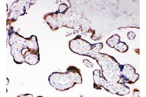 Anti-Cytochrome P450 Reductase antibody, IHC(P) IHC(P): Human Placenta Tissue (POR Antikörper  (C-Term))