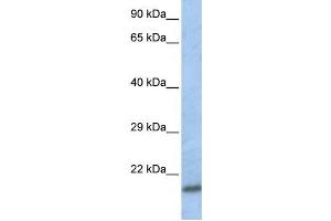 Western Blotting (WB) image for anti-SCAN Domain Containing 1 (SCAND1) antibody (ABIN2458277) (SCAND1 Antikörper)