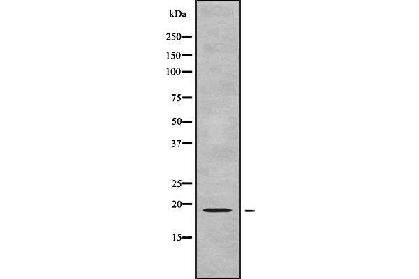 GPSM3 Antikörper  (C-Term)