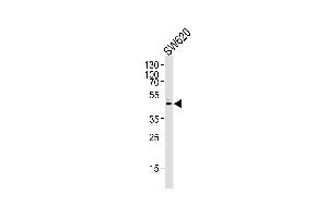 Western blot analysis of lysate from S cell line,using Prostate Apoptosis Response protein-4 Antibody (ABIN484004 and ABIN1533385). (PAWR Antikörper)