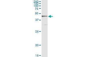 Immunoprecipitation of CRLF1 transfected lysate using anti-CRLF1 monoclonal antibody and Protein A Magnetic Bead , and immunoblotted with CRLF1 MaxPab rabbit polyclonal antibody. (CRLF1 Antikörper  (AA 135-230))