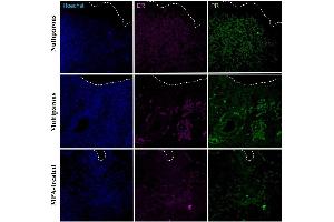 Immunohistochemical detection of progesterone receptor (PR) and estradiol receptor (ER) in the apical region of the endometrium in uteri of nulliparous, multiparous and MPA-treated dogs. (Progesterone Receptor Antikörper  (AA 501-600) (AbBy Fluor® 488))