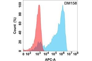 Flow cytometry analysis with Anti-AXL (DM158) on Expi293 cells transfected with human AXL (Blue histogram) or Expi293 transfected with irrelevant protein (Red histogram). (AXL Antikörper  (AA 26-449))