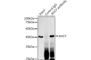 Immunoprecipitation analysis of 300 μg extracts of HT-29 cells using 3 μg AHCY antibody (ABIN1680618, ABIN1680617, ABIN7101497 and ABIN7101498). (AHCY Antikörper)