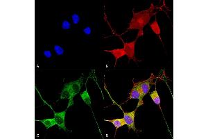 Immunocytochemistry/Immunofluorescence analysis using Mouse Anti-Ataxin 1 Monoclonal Antibody, Clone S76-8 (ABIN1741212). (Ataxin 1 Antikörper  (AA 164-197) (PerCP))