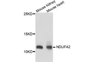 Western blot analysis of extracts of various cell lines, using NDUFA2 antibody (ABIN5974497) at 1/1000 dilution. (NDUFA2 Antikörper)