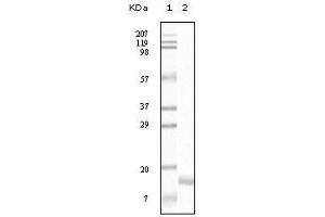 Western blot analysis using SNCG mouse mAb against truncated SNCG recombinant protein. (SNCG (Breast Cancer-Specific Protein 1) Antikörper)