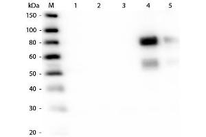 Western Blotting (WB) image for Rabbit anti-Rat IgG (Heavy & Light Chain) antibody (Texas Red (TR)) - Preadsorbed (ABIN102160)