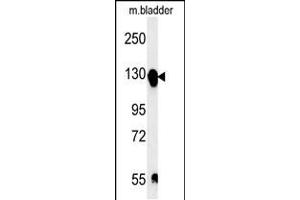 Western blot analysis in mouse bladder tissue lysates (15ug/lane). (ITGA5 Antikörper  (C-Term))