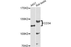 Western blot analysis of extracts of various cell lines, using CD34 Antibody (ABIN5970285) at 1/1000 dilution. (CD34 Antikörper)